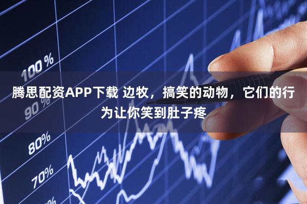 腾思配资APP下载 边牧，搞笑的动物，它们的行为让你笑到肚子疼